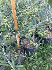 Bol meyveli Saksıda 3 Yaş Bodur Arbequeinea Ispanyol Zeytin Fidanı 50-70 CM thumbnail 1