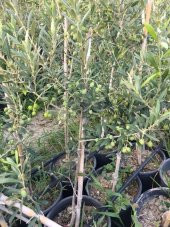 Bol meyveli Saksıda 3 Yaş Bodur Arbequeinea Ispanyol Zeytin Fidanı 50-70 CM thumbnail 3