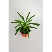 Madagaskar Palmiyesi fidanı köklü kırmızı saksıda Pachypodium Lamerei özel tür hediyelik kaktüs - 3