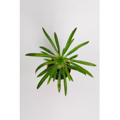 Madagaskar Palmiyesi fidanı köklü kırmızı saksıda Pachypodium Lamerei özel tür hediyelik kaktüs - 4