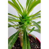 Madagaskar Palmiyesi fidanı köklü kırmızı saksıda Pachypodium Lamerei özel tür hediyelik kaktüs - 5