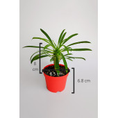 Madagaskar Palmiyesi fidanı köklü kırmızı saksıda Pachypodium Lamerei özel tür hediyelik kaktüs - 6