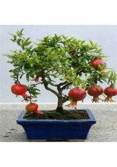 Bodur Bonsai Nar Ağacı Tohumu - 1