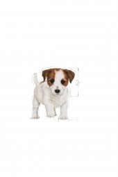 Royal Canin Mini Puppy Küçük Irk Yavru Köpek Maması 2 Kg - 3