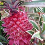 Saksıda Ananas Meyvesi Fidanı (Red Spanish Cinsi) - 1