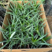 Saksıda Ananas Meyvesi Fidanı (Abacaxi Cinsi) thumbnail 4