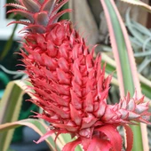 Saksıda Pembe Ananas Meyvesi Fidanı (Çok Özel) - 1