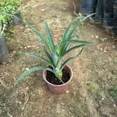 Saksıda Ananas Meyvesi Fidanı (Abacaxi Cinsi) thumbnail 2