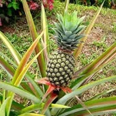 Saksıda Ananas Meyvesi Fidanı (Del Monte 2 Cinsi) - 1