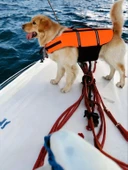 Köpek Can Yeleği, Köpekler için Reflektörlü Yüzme Yardımcısı - 1