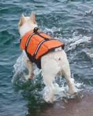 Köpek Can Yeleği, Köpekler için Reflektörlü Yüzme Yardımcısı - 3