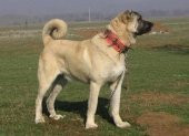 Çivili Tasma Dokuma Kangal Köpek Boyun Tasması Dikenli Kurt Tasma - 3