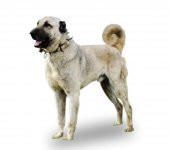 Çivili Tasma Dokuma Kangal Köpek Boyun Tasması Dikenli Kurt Tasma - 8