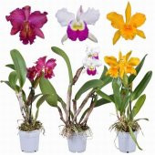 DAY 25 Adet 10 FARKLI Renk Phalaenopsis Orkide Tohumu + 10 Adet HEDİYE K.RENK LALE Tohumu thumbnail 1