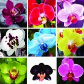 DAY 100 Adet 10 FARKLI Renk Cattleya Orkide Tohumu + 10 Adet HEDİYE K.RENK Primula Çiçeği Tohumu - 1