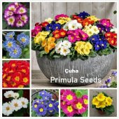 DAY 50 Adet 10 FARKLI Renk Oncidium Orkide Tohumu + 10 Adet HEDİYE K.RENK Primula Çiçeği Tohumu - 2