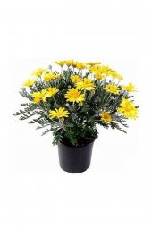 Sarı Papatya - Sarı Çalı Papatyası (euryops Pectinatus) - 1