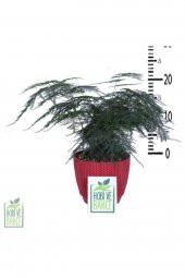 Tül Kuşkonmaz Çiçeği, Saksıda Asparagus Plumosus - 3