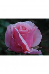 Bulgar Gülü Pembe Çiçeği Fidanı - 3