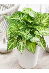 Melek Kanadı Xl Iç Mekan Bitkisi (syngonium Podophyllum white Butterfly) - 1