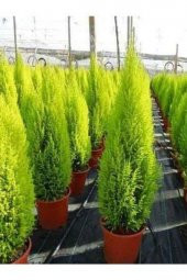 Tüplü ( Salon Çamı ) Limoni Servi Çam Fidanı (14 Lük Saksıda- Boyu 30-40 Cm ) Limon Kokulu Çam Fida - 1