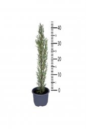 Kara Selvi - Mezarlık Servi Saksıda - Cupressus Sempervirens - 35-45 Cm Dikime Hazır - 2