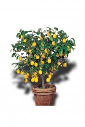 Limon Ağacı Fidanı Saksılı Bodur Yediveren Mayer - 1
