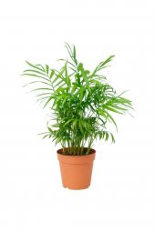 Dağ Palmiyesi – Chamaedorea Elegans 30-40 Cm -peyzaj Burada Iç Mekan Süs Bitkisi - 1