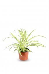 Kurdele Çiçeği Chlorophytum Comosum - 1