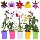 DAY 100 Adet 10 FARKLI Renk Phalaenopsis Orkide Tohumu + 10 Adet HEDİYE K.RENK Gül Tohumu - 3