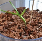 DAY 25 Adet 10 FARKLI Renk Phalaenopsis Orkide Tohumu + 10 Adet HEDİYE K.RENK ZAMBAK Tohumu thumbnail 3