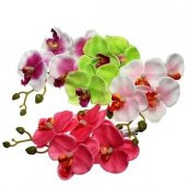 DAY 25 Adet 10 FARKLI Renk Phalaenopsis Orkide Tohumu + 10 Adet HEDİYE K.RENK Lily Çiçeği Tohumu - 1