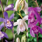 DAY 100 Adet 10 FARKLI Renk Oncidium Orkide Tohumu + 10 Adet HEDİYE K.RENK Lily Çiçeği Tohumu - 1