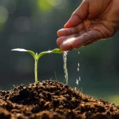 DAY 25 Adet 10 FARKLI Renk Phalaenopsis Orkide Tohumu + 10 Adet HEDİYE K.RENK Çuha Çiçeği Tohumu thumbnail 2