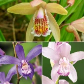 DAY 100 Adet 10 FARKLI Renk Phalaenopsis Orkide Tohumu + 10 Adet HEDİYE K.RENK Çuha Çiçeği Tohumu thumbnail 1