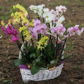 DAY 25 Adet 10 FARKLI Renk Oncidium Orkide Tohumu + 10 Adet HEDİYE K.RENK Afrika M. Çiçeği Tohumu - 1