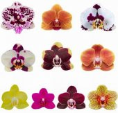 DAY 100 Adet 10 FARKLI Renk Phalaenopsis Orkide Tohumu + 10 Adet HEDİYE K.RENK Yıldız Çiçeği Tohumu thumbnail 1