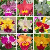 DAY 25 Adet 10 FARKLI Renk Phalaenopsis Orkide Tohumu + 10 Adet HEDİYE K.RENK Yıldız Çiçeği Tohumu - 1