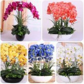 DAY 50 Adet 10 FARKLI Renk Oncidium Orkide Tohumu + 10 Adet HEDİYE K.RENK Yıldız Çiçeği Tohumu - 1