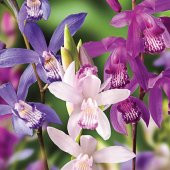 DAY 100 Adet 10 FARKLI Renk Oncidium Orkide Tohumu + 10 Adet HEDİYE K.RENK Yıldız Çiçeği Tohumu - 1