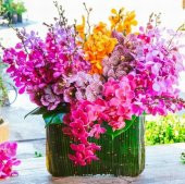 DAY 50 Adet 10 FARKLI Renk Orkide Çiçek Tohumu + 10 Adet HEDİYE K.RENK Gerbera Çiçeği Tohumu - 1