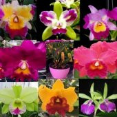 DAY 100 Adet 10 FARKLI Renk Vanda Orkide Tohumu + 10 Adet HEDİYE K.RENK Gerbera Çiçeği Tohumu - 1