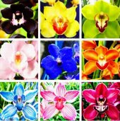 DAY 25 Adet 10 FARKLI Renk Phalaenopsis Orkide Tohumu + 10 Adet HEDİYE K.RENK BUZ Çiçeği Tohumu - 1