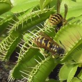 DAY 50 Adet Venüs Fly Trap Sinek Kapan Bitkisi Tohumu + 10 ADET Hediye LALE Çiçek Tohumu - 1