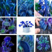 DAY 100 Adet Venüs Fly Trap Sinek Kapan Bitkisi Tohumu +  10 ADET Lily Çiçek Tohumu - 1