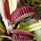 DAY 25 Adet Karışık Venüs Fly Trap Sinek Kapan Bitkisi Tohumu + 10 ADET Hediye Gül Tohumu thumbnail 1