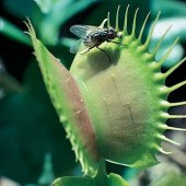 DAY 10 Adet Venüs Fly Trap Sinek Kapan Bitkisi Tohumu + 10 ADET Hediye DAHLİA Çiçek Tohumu - 1