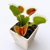 DAY 25 Adet Venüs Fly Trap Sinek Kapan Bitkisi Tohumu + 10 ADET Hediye Yıldız Çiçek Tohumu - 1