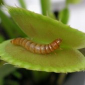 DAY 25 Adet Venüs Fly Trap Sinek Kapan Bitkisi Tohumu + 10 ADET Cennet Kuşu Çiçek Tohumu - 1