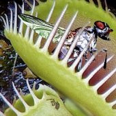 DAY 10 Adet Venüs Fly Trap Sinek Kapan Bitkisi Tohumu +  10 ADET Zambak Çiçek Tohumu - 1